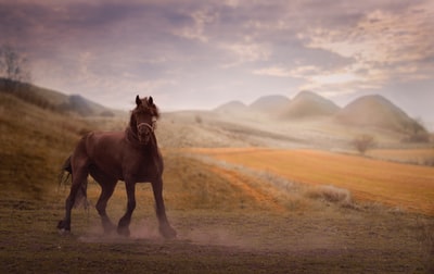 棕色地面上的棕色马，有山的背景